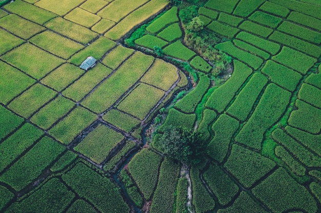 Green rice fields from above In the countryside