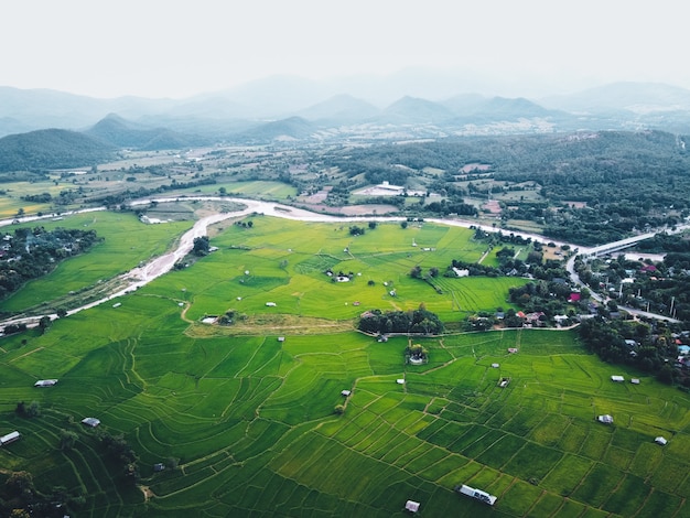 Green rice fields from above In the countryside