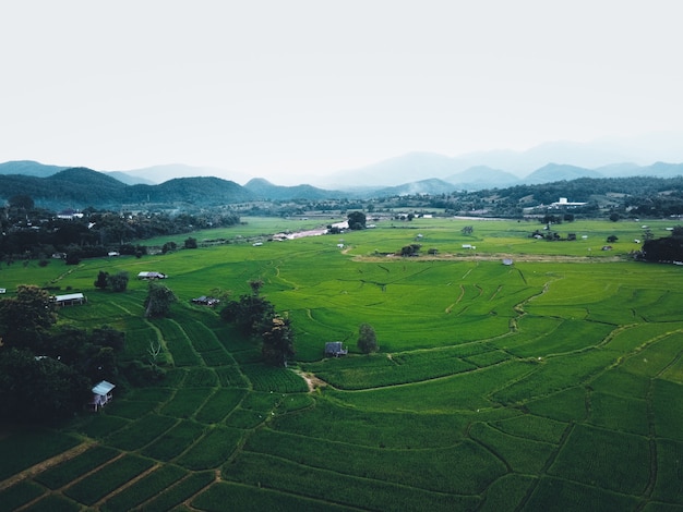 Green rice fields from above In the countryside