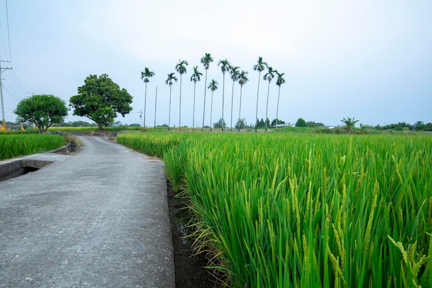 Зеленые рисовые поля рядом с промышленными дорогами в сельской местности на юге Тайваня