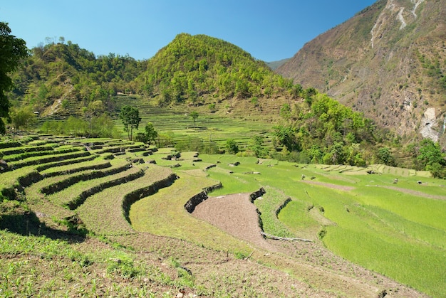 Пейзаж зеленых рисовых полей в холмах Непала.