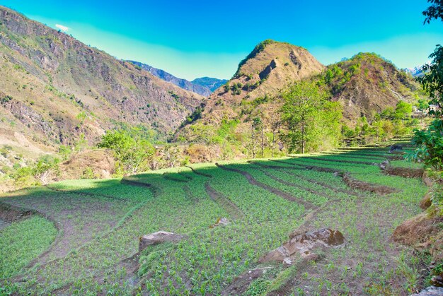 Paesaggio verde delle risaie con le montagne