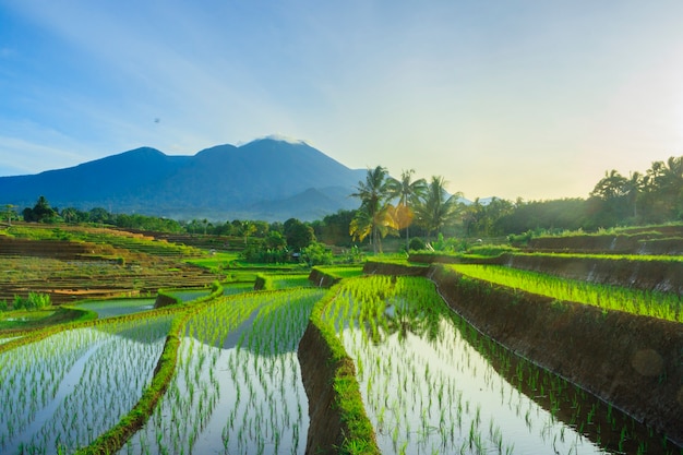 Green rice fields in the morning with the morning sun landscape