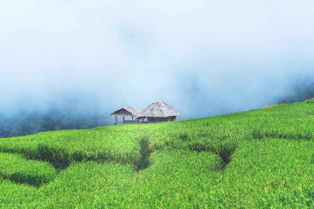 green rice fields on mountain range, with white fog background,