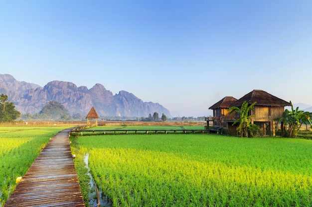 緑色の田んぼと山、Vang Vieng、ラオス