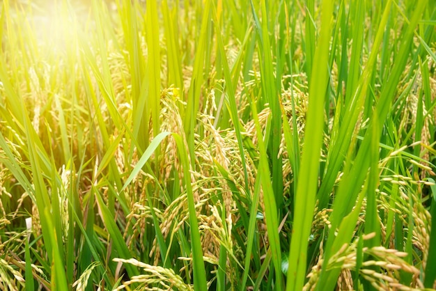 Green rice fields plantation or paddies on Bali island Indonesia