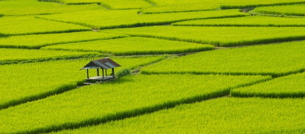 Green rice fields in the rainy season beautiful natural scenery