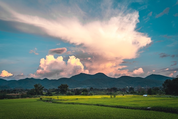 Green rice fields in the rainy season In the countryside