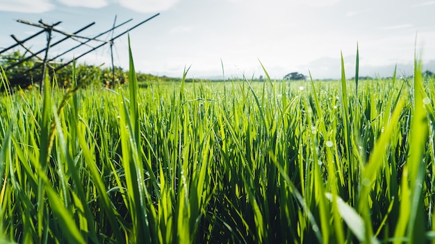 Green rice fields in the rainy season In the countryside