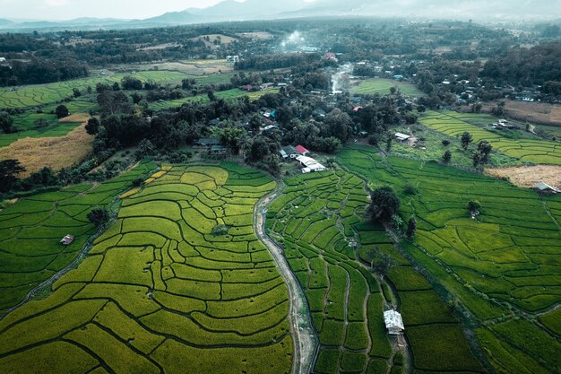 Green rice fields in the rainy season In the countryside