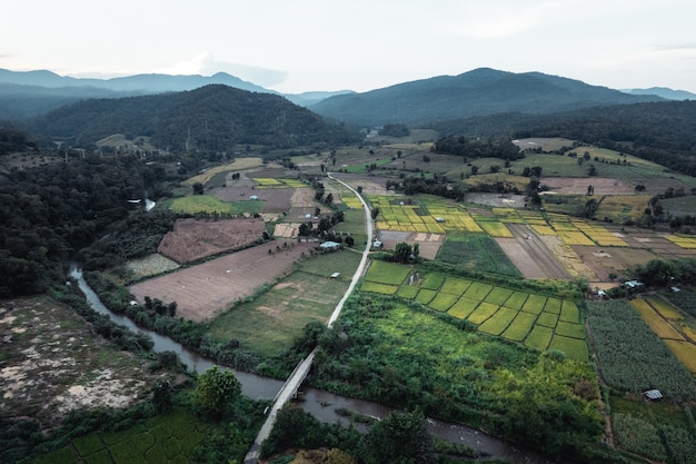 Green rice fields in the rainy season In the countryside