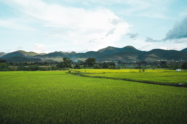 Green rice fields in the rainy season In the countryside