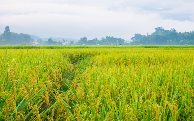 Photo green rice fields in the rainy season and mountains beautiful natural scenery