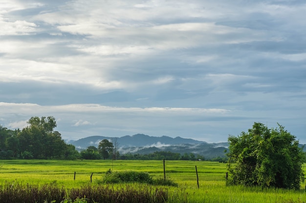 Green rice fields and a rainy sky