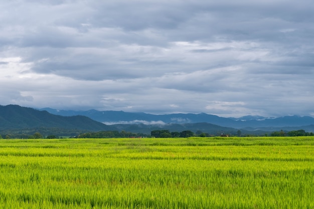 Зеленые рисовые поля и дождливое небо