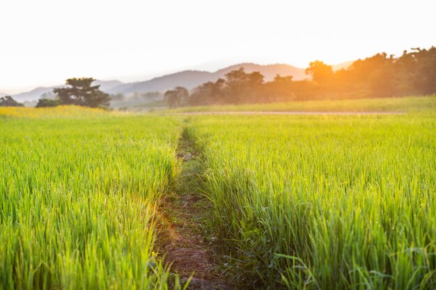 Green rice fields at sunrise