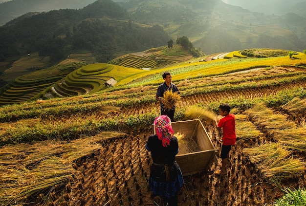 Green Rice fields on terraced in Muchangchai, Vietnam