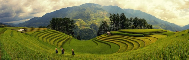 Поля зеленого риса на террасах в Мучанчае, Вьетнам