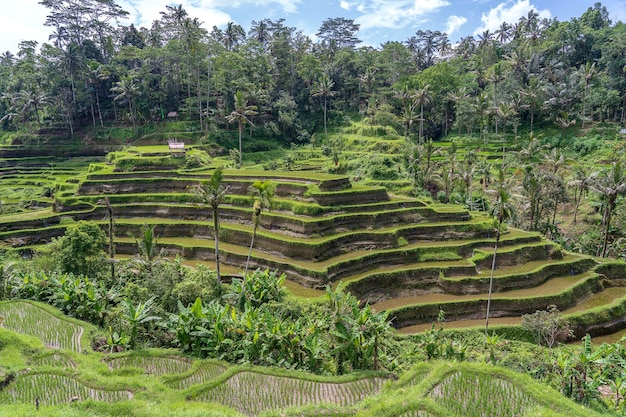 Green rice fields on terraces near Ubud tropical island Bali Indonesia Nature concept