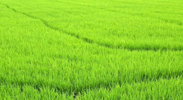 Foto campi di riso verde della thailandia