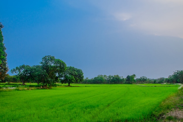 Фото Зеленые рисовые поля, которые красивы в таиланде.