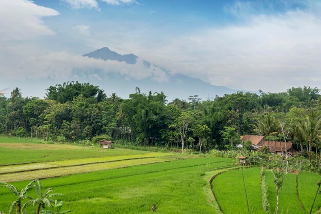 Green rice fields with mountain view