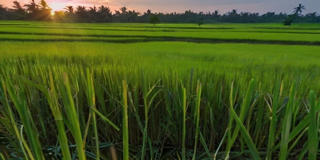 Green rice fields with night sky