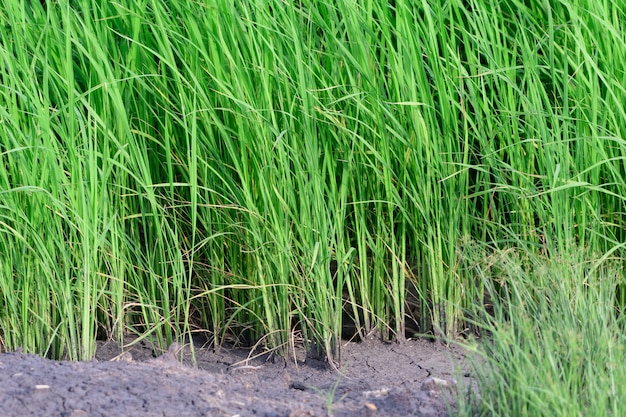 Green rice fields