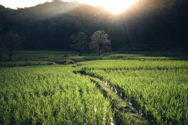 Зеленое рисовое поле с вечерним светом