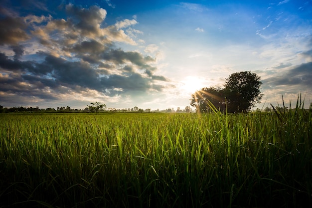 Green rice fild with evening sky