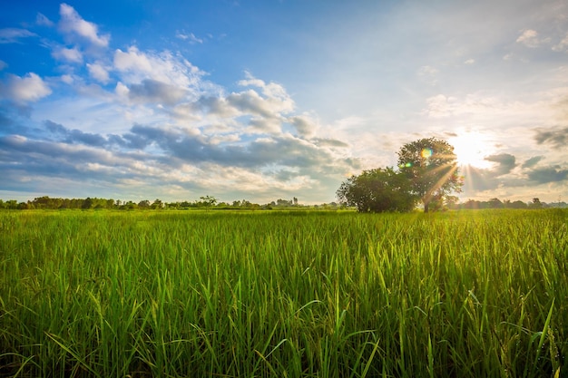 Green rice fild with evening sky