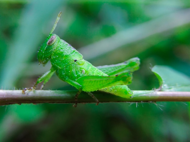 Green rice grasshopper on grass stem