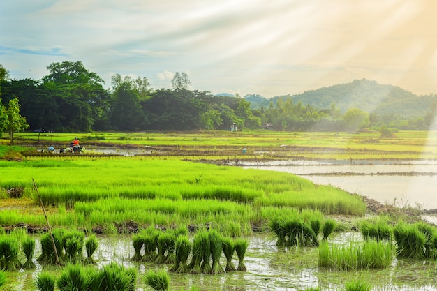 Green rice meadow and gold lighten of sunset