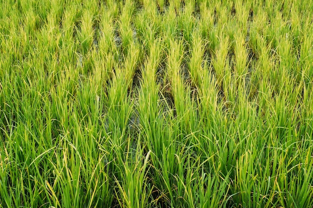 Green rice paddy field plantation