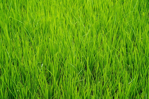 green rice paddy field