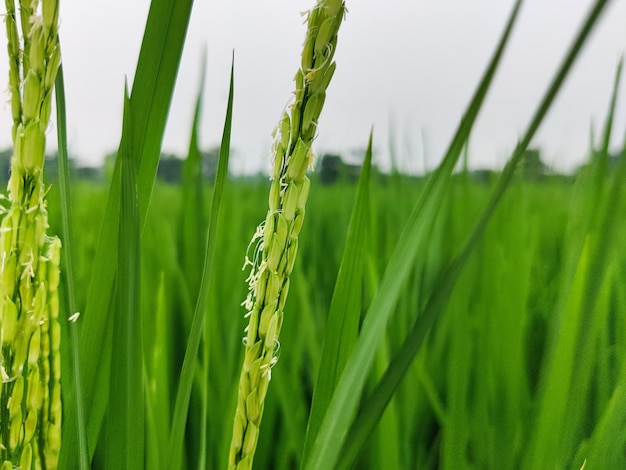 バングラデシュの畑の緑の稲または水田