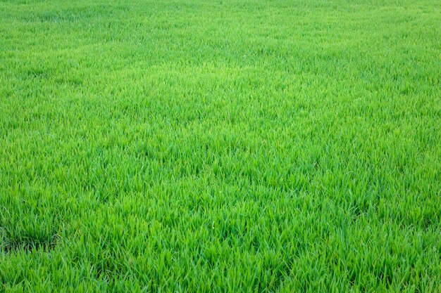 Green rice paddy with young growing plants close up shot inside of an agricultural farm
