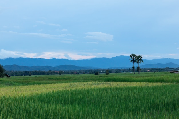 태국 패 디에서 녹색 쌀 공장