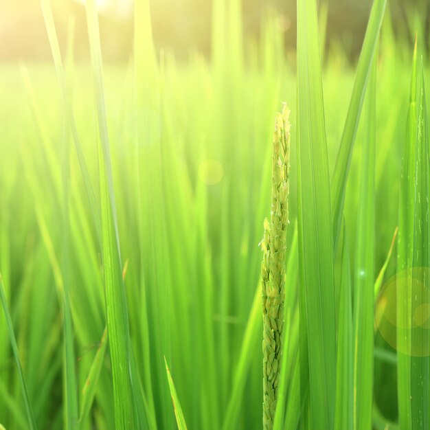 Green rice plant