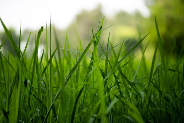 Green rice plants in the field