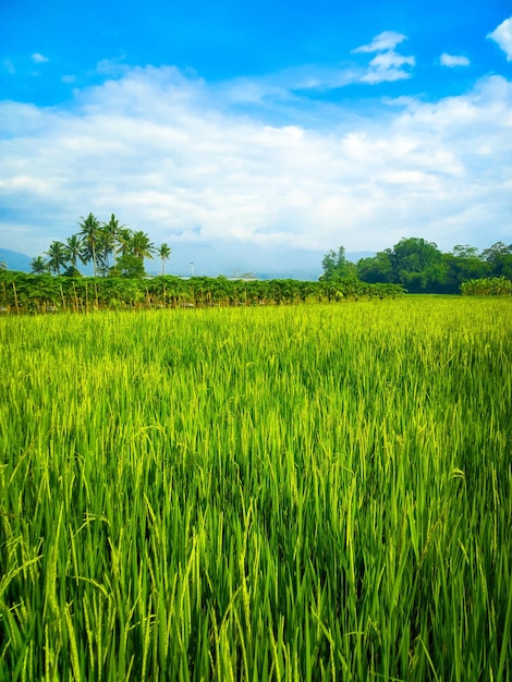 Green rice plants in the rice fields with a beautiful blue sky background in the morning