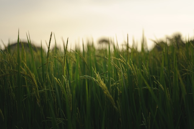 Green rice plants