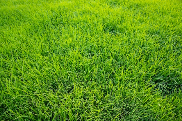 緑の稲苗植物のテクスチャ背景の壁紙