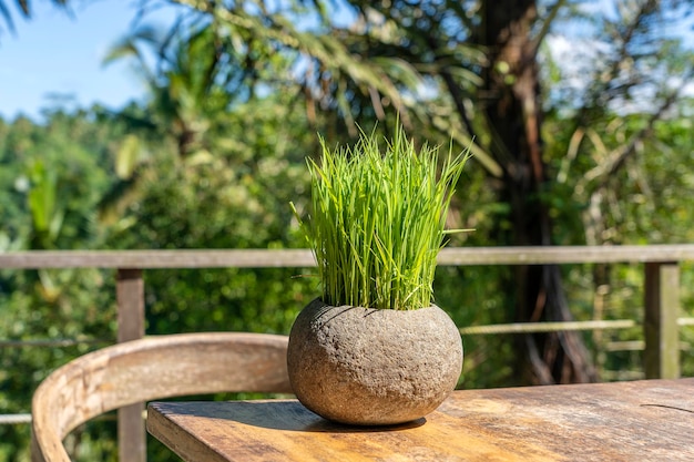 インドネシアのバリ島の熱帯のジャングルの隣にある空のカフェの木製テーブルの上の石の植木鉢の緑の米の芽がクローズアップ