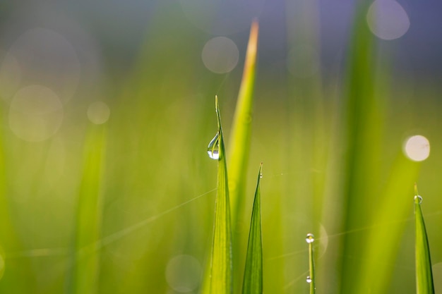 Green rice stem background with water drops grass stalks with water drops herbal background in Bali Indonesia Close up macro