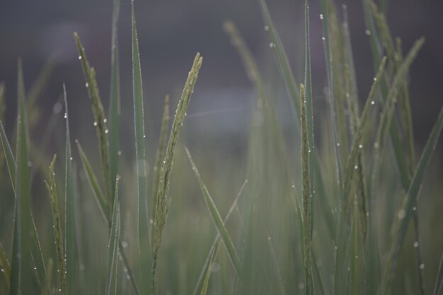 Photo green rice and sunlight in the morning