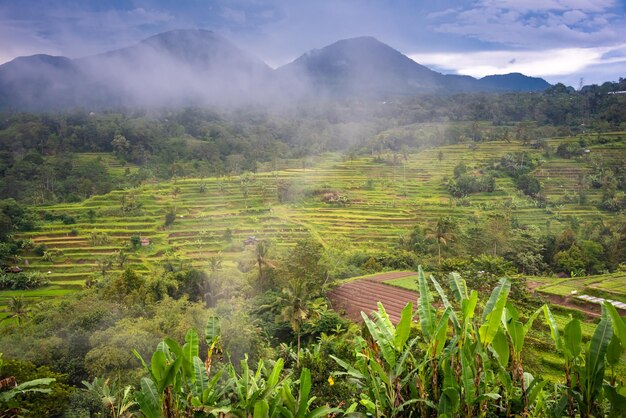 Green rice terraces in Bali Indonasia Beautiful natural landscape
