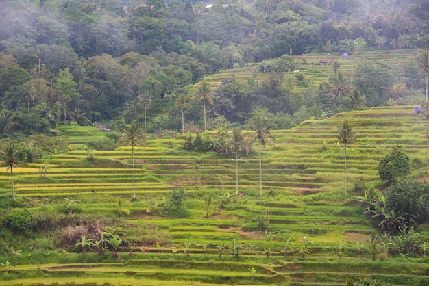 Green rice terraces in Bali Indonasia Beautiful natural landscape