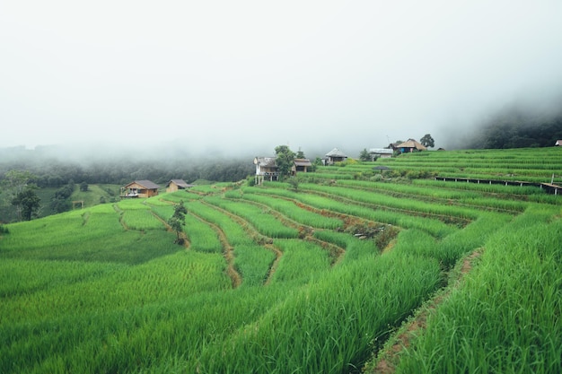 Green rice terraces and huts in the rainy season