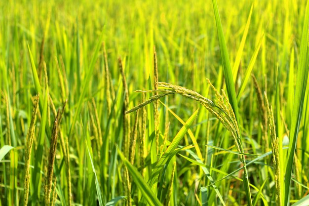 green rice 